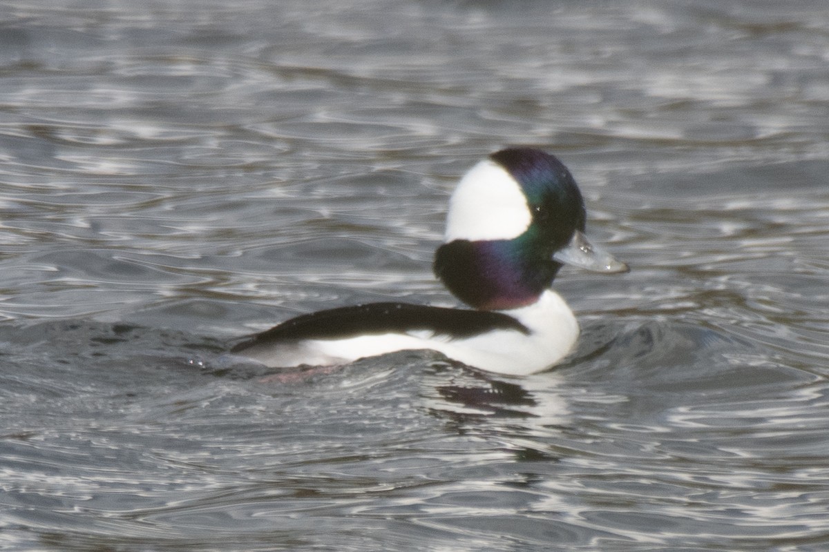 Bufflehead - ML645480703