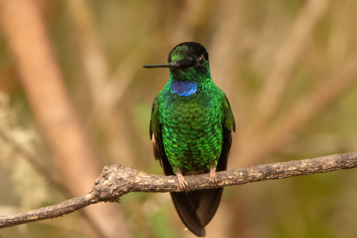 inka andský - ML645480704