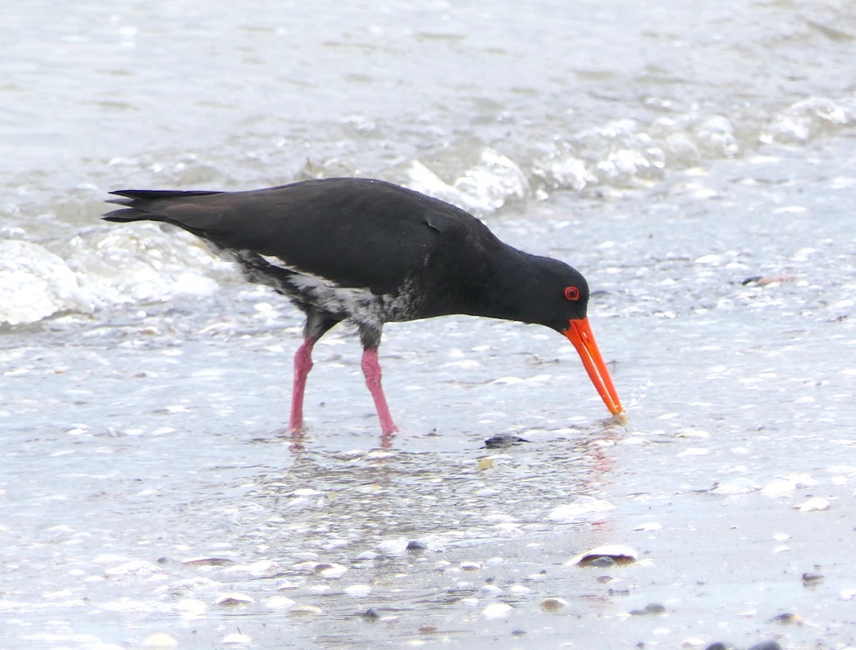Variable Oystercatcher - ML645480707