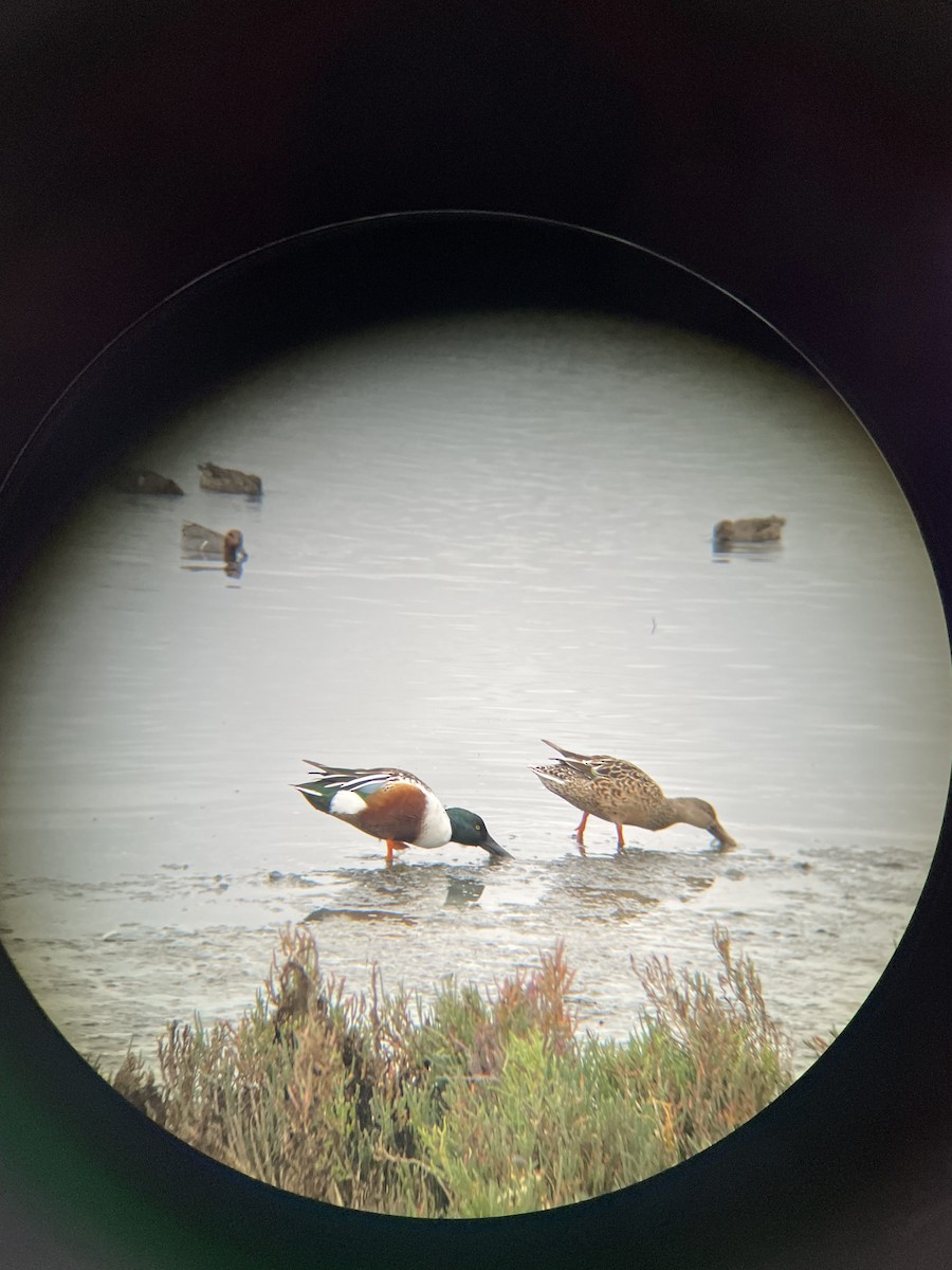 Ahate mokozabal zuria - ML645480712