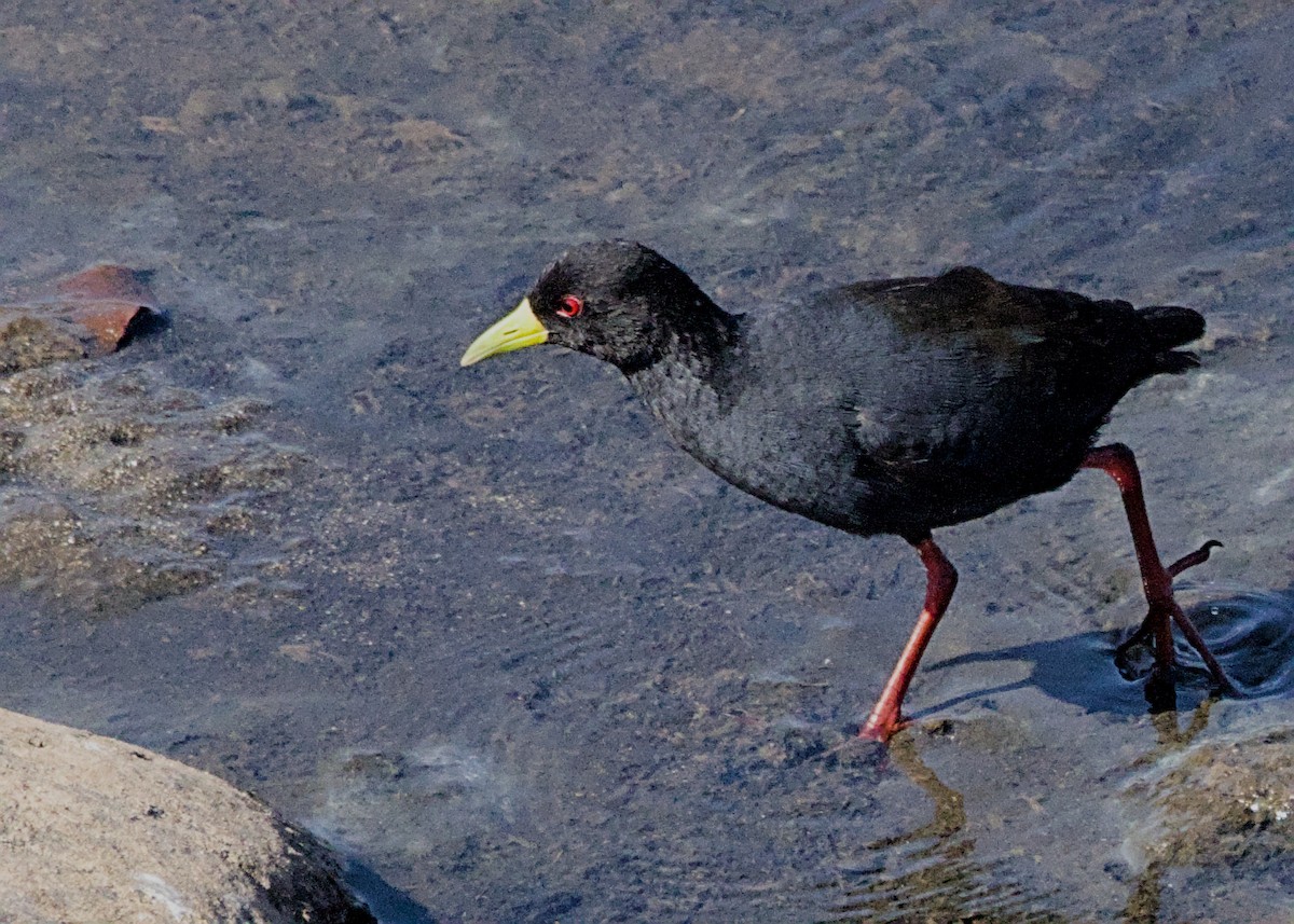 Чёрный погоныш - ML645480713