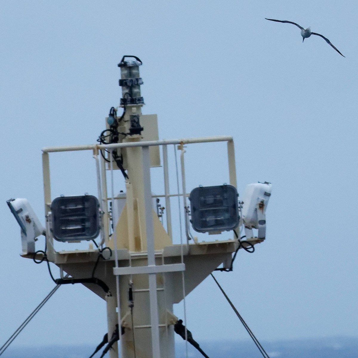 Rotfußtölpel - ML645480716