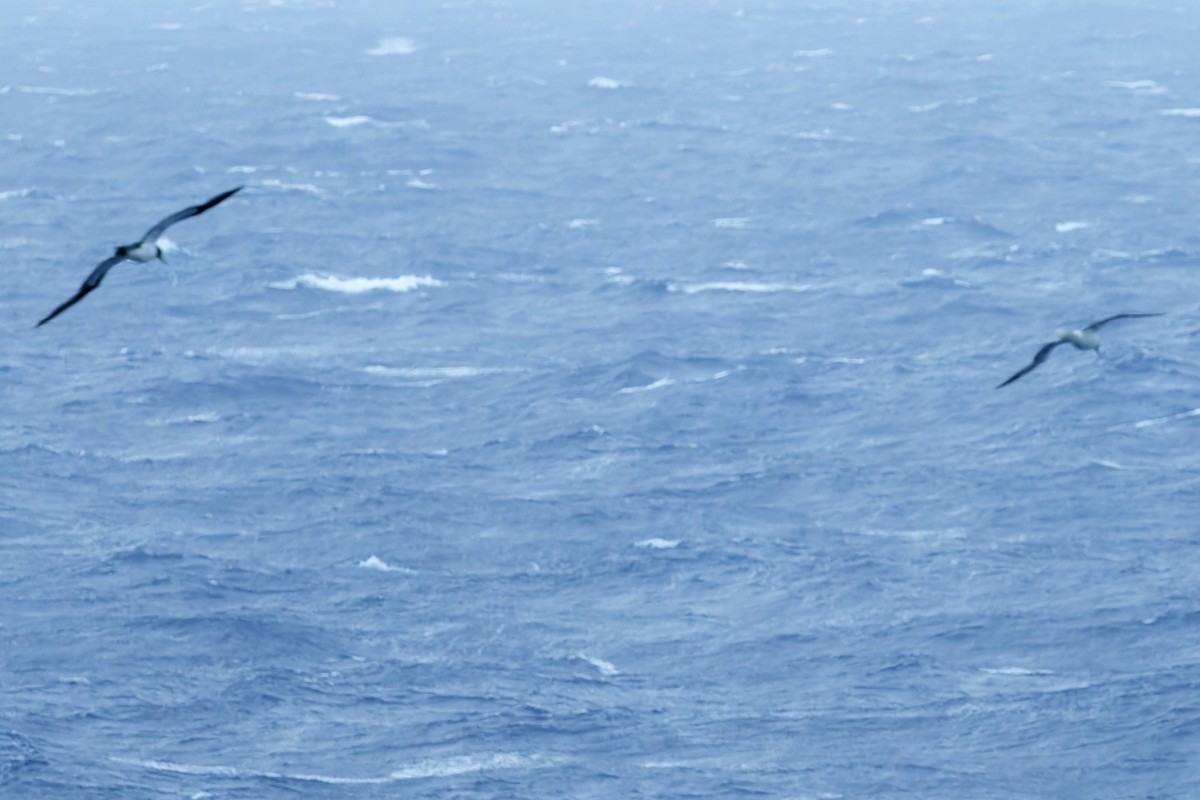 Rotfußtölpel - ML645480717