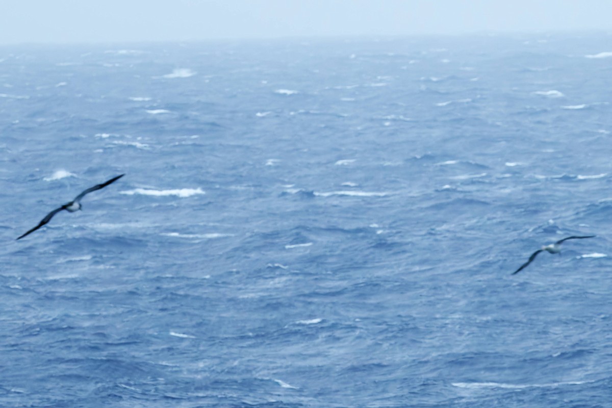 Rotfußtölpel - ML645480718