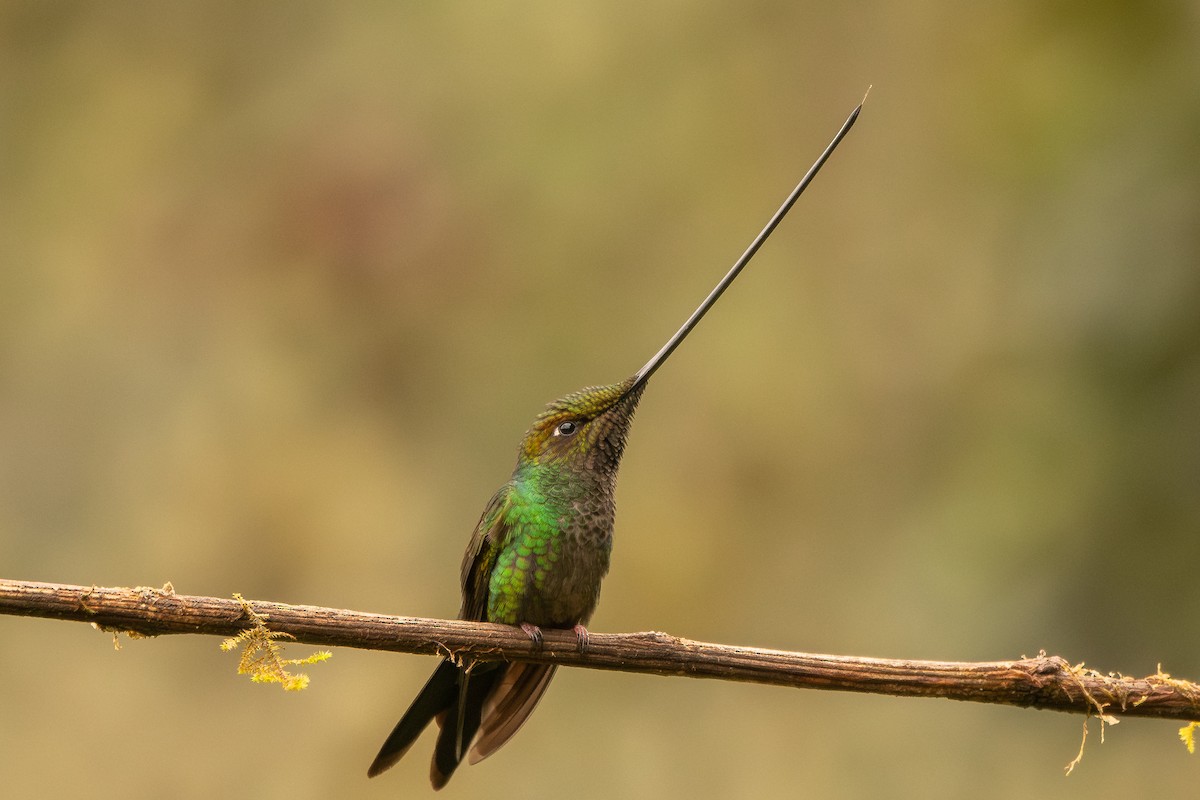 kolibřík mečozobec - ML645480723