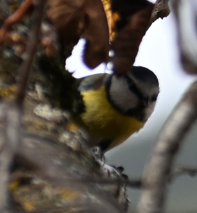 Eurasian Blue Tit - ML645480726