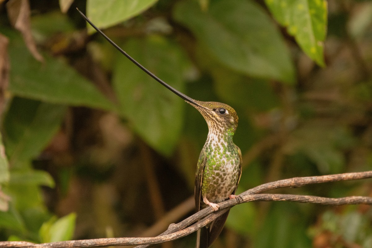 kolibřík mečozobec - ML645480728