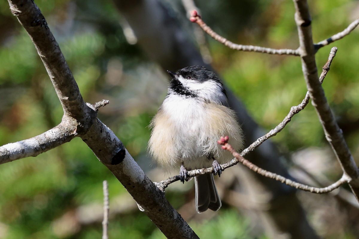 Carbonero Cabecinegro - ML645480732