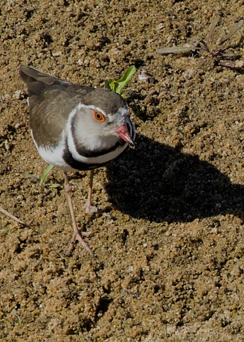 Dreiband-Regenpfeifer (tricollaris) - ML645480733