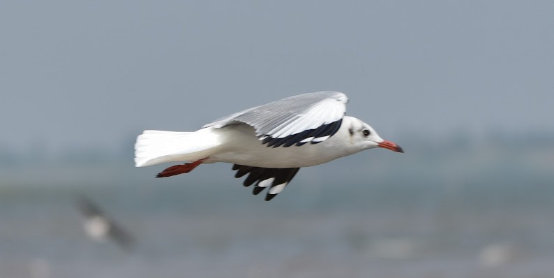 Gaviota Centroasiática - ML645480737