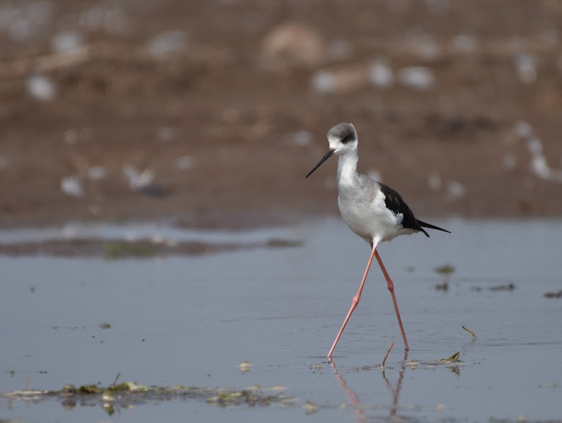 Zankaluze eurasiarra - ML645480746