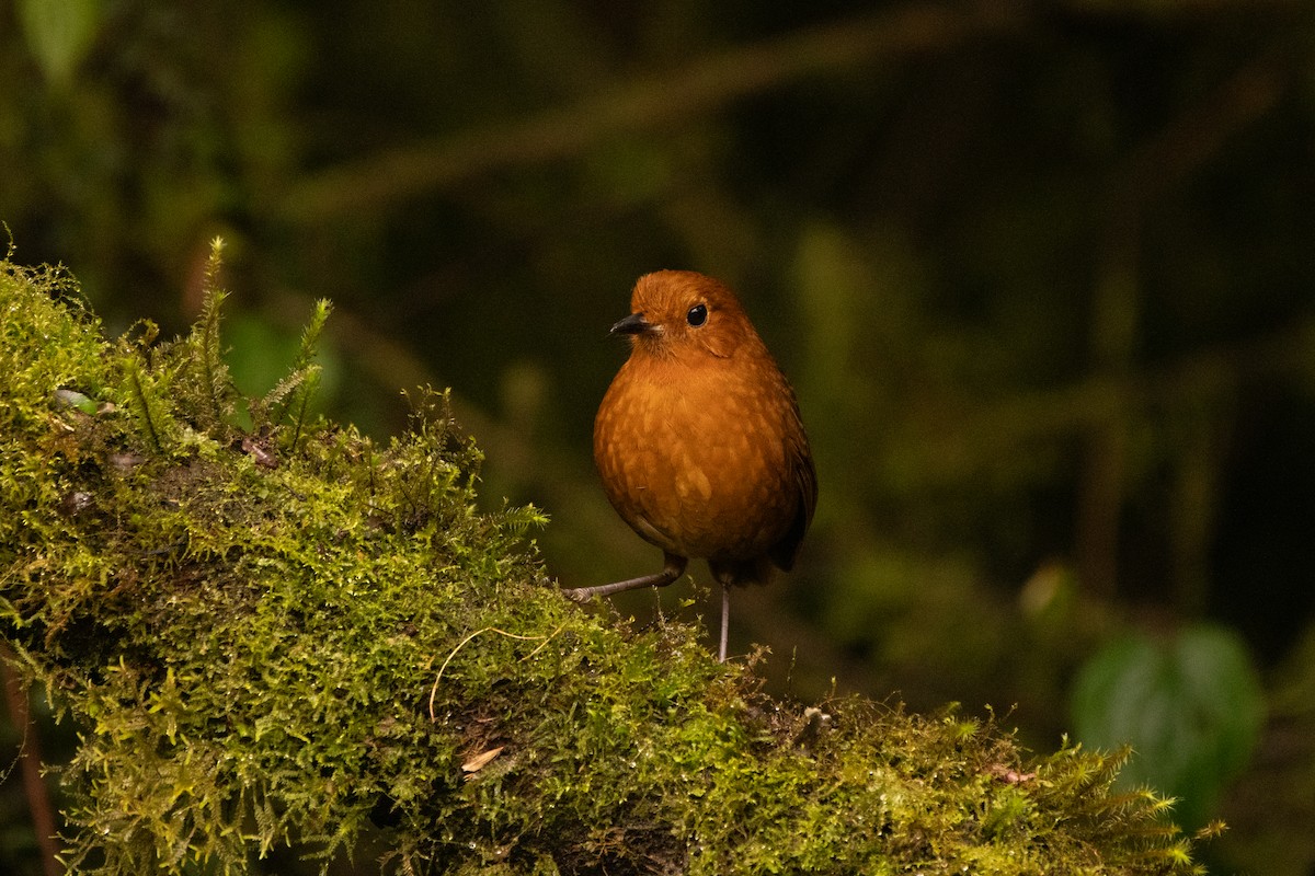 Equatorial Antpitta - ML645480749