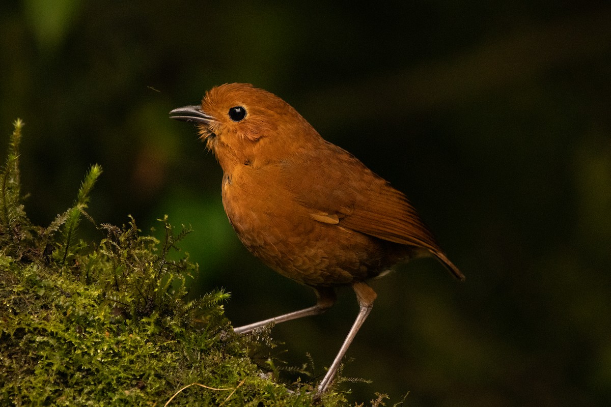 Equatorial Antpitta - ML645480750