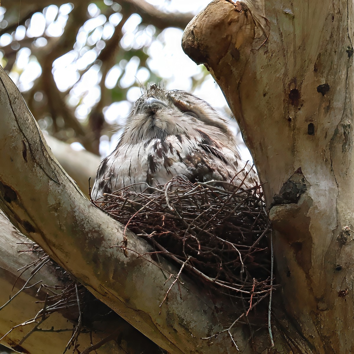 Tawny Frogmouth - ML645480752