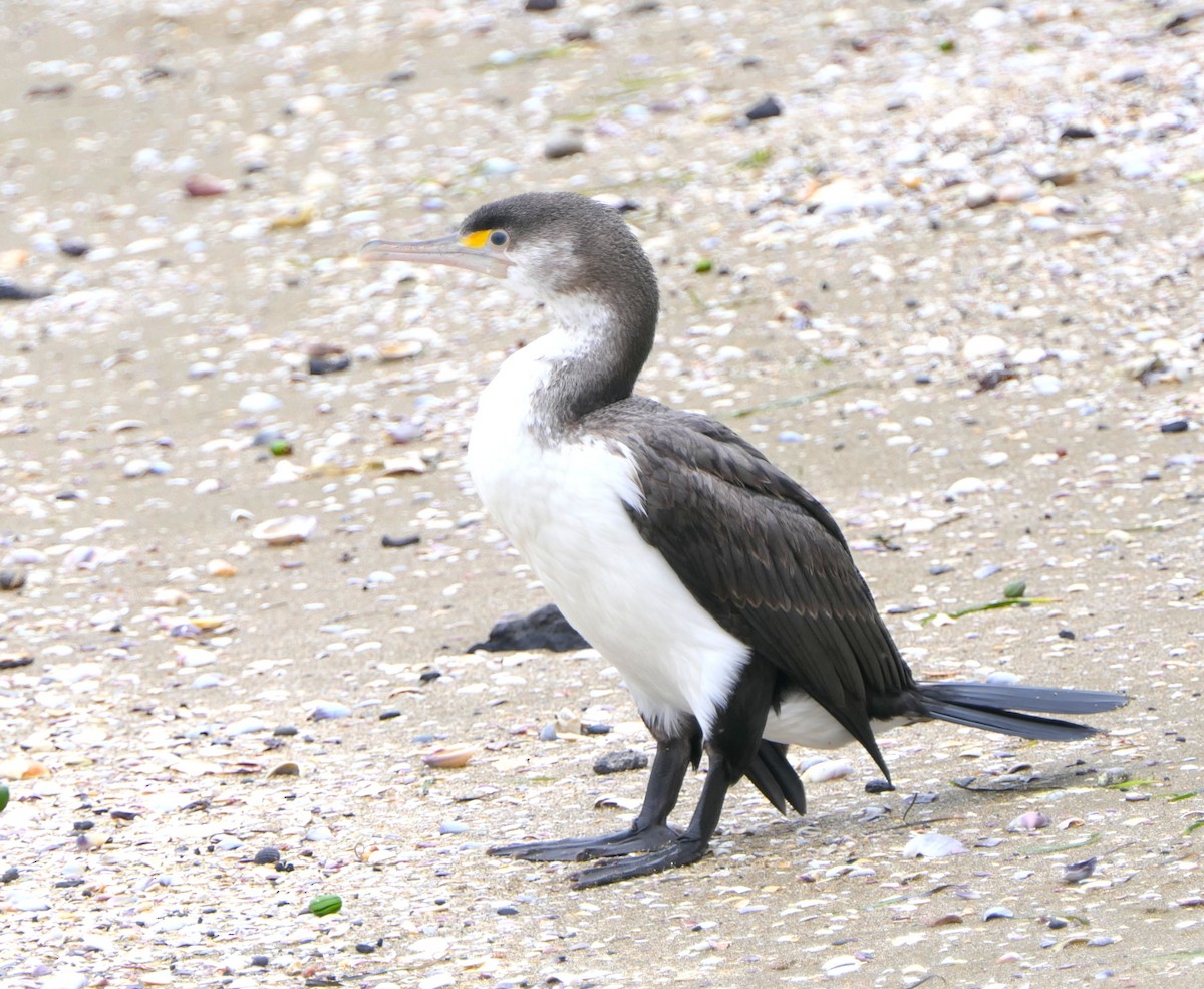 Pied Cormorant - ML645480753