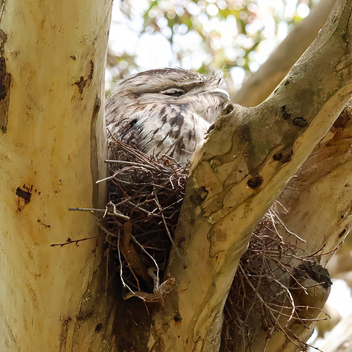 Tawny Frogmouth - ML645480754