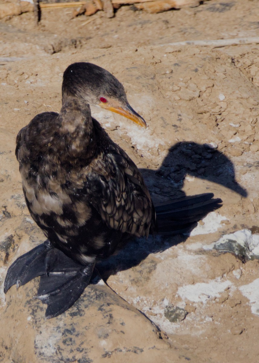 kormorán dlouhoocasý - ML645480758