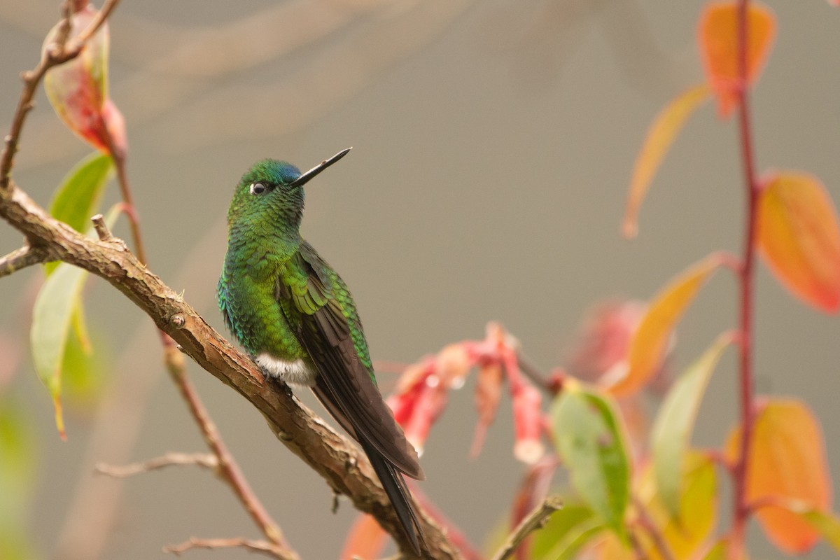 papučka safírořitá - ML645480759