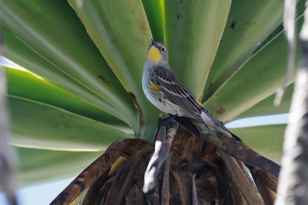 Yellow-rumped Warbler - ML645480762
