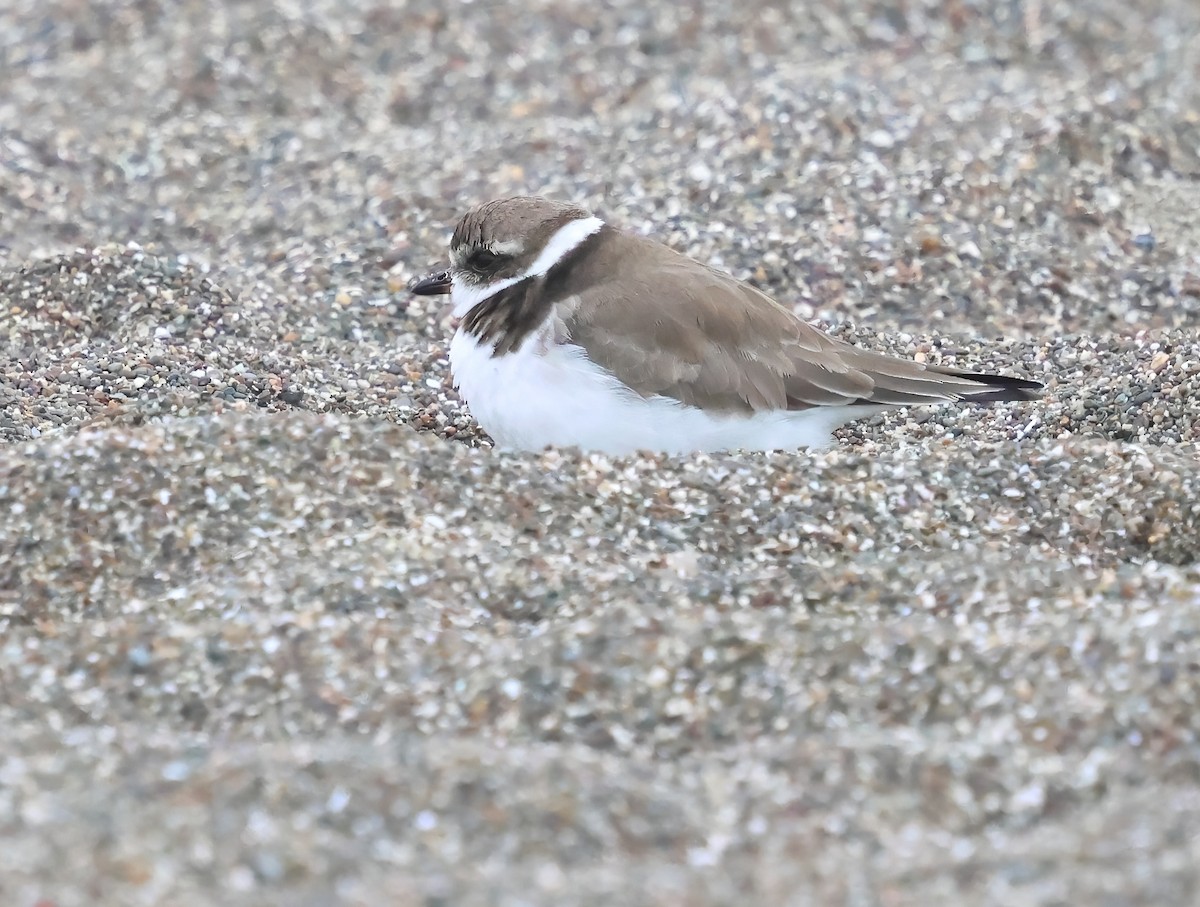 Semipalmated Plover - ML645480763