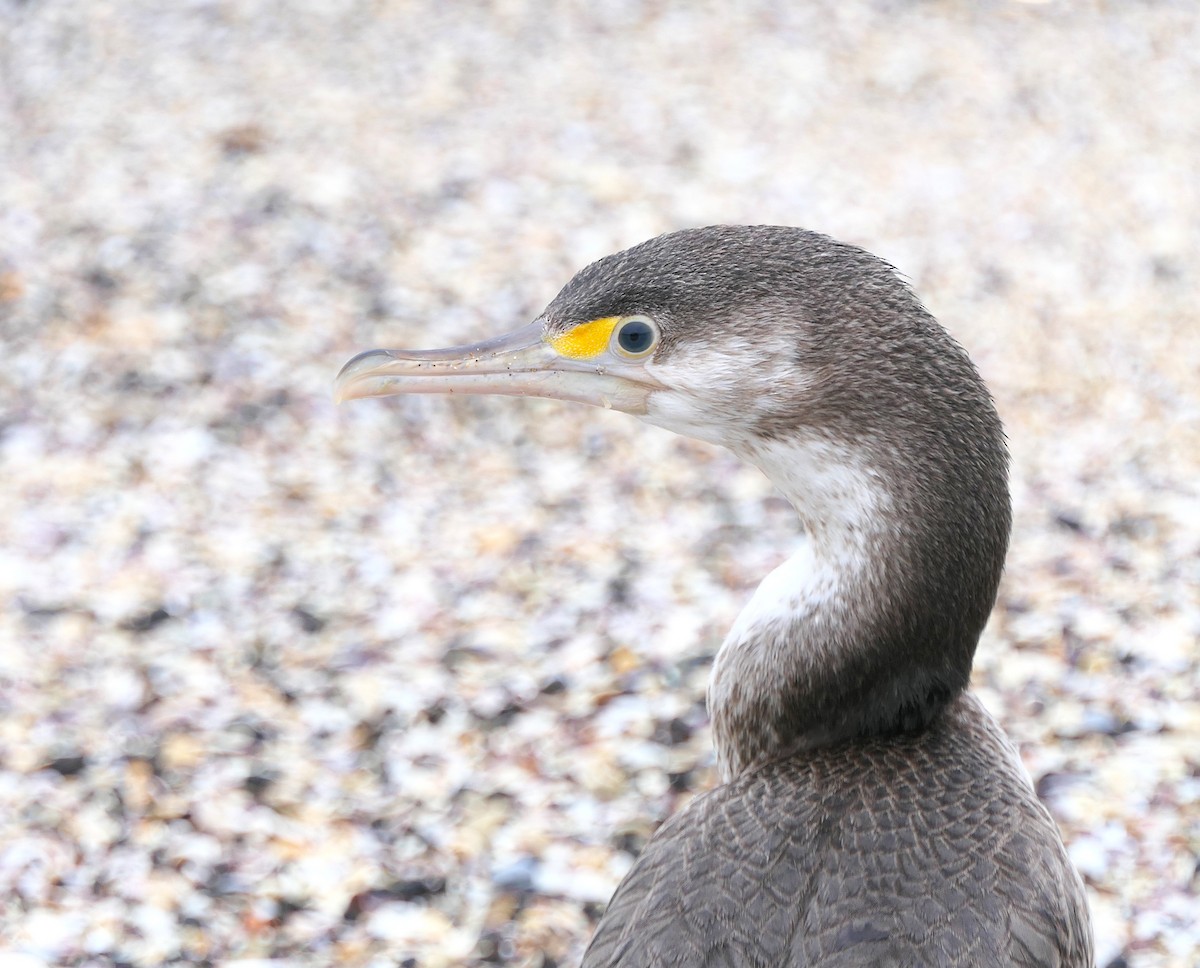 Pied Cormorant - ML645480764