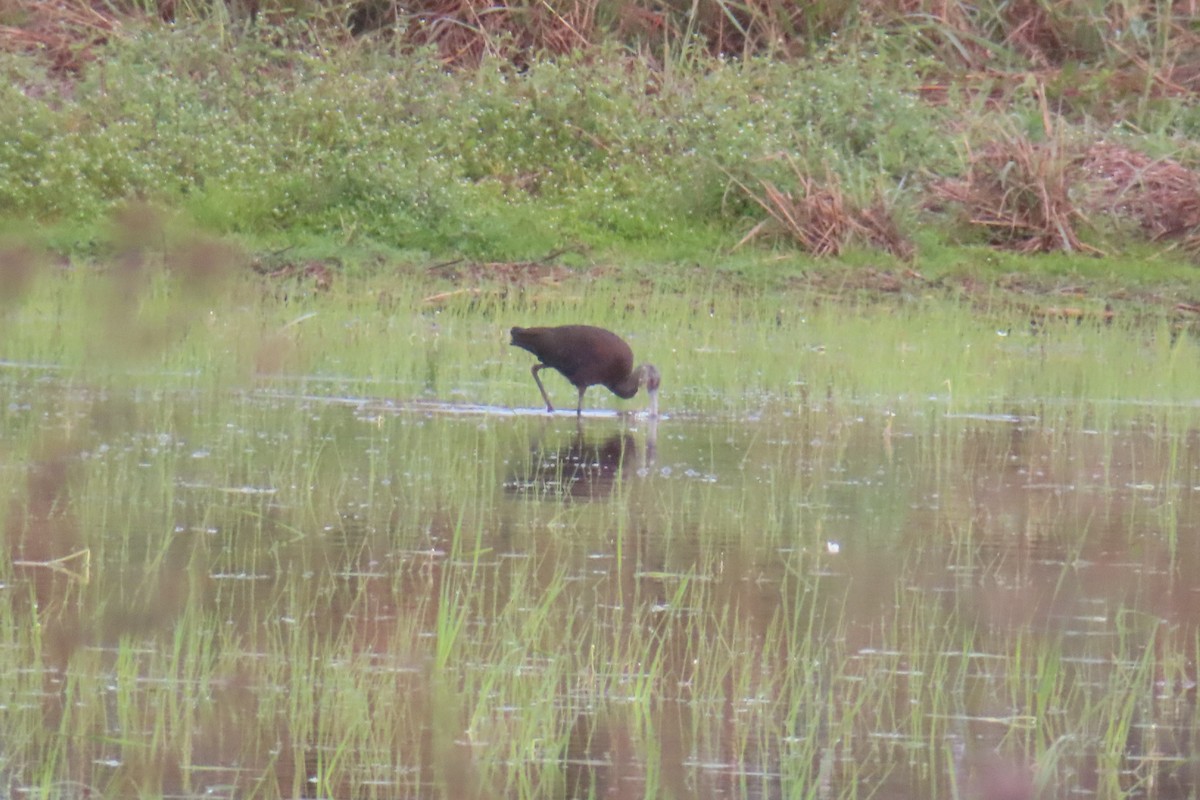 Beltzaran musuzuria - ML645480765