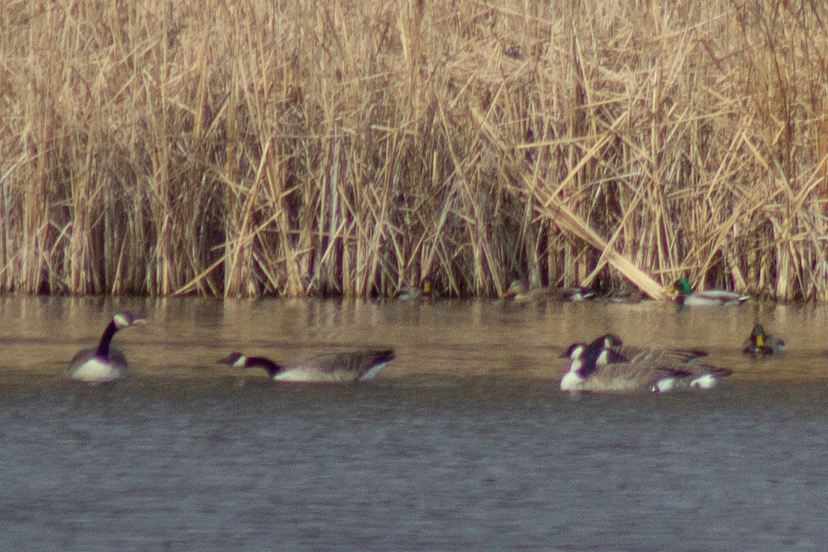 Barnacla Canadiense Grande - ML645480768