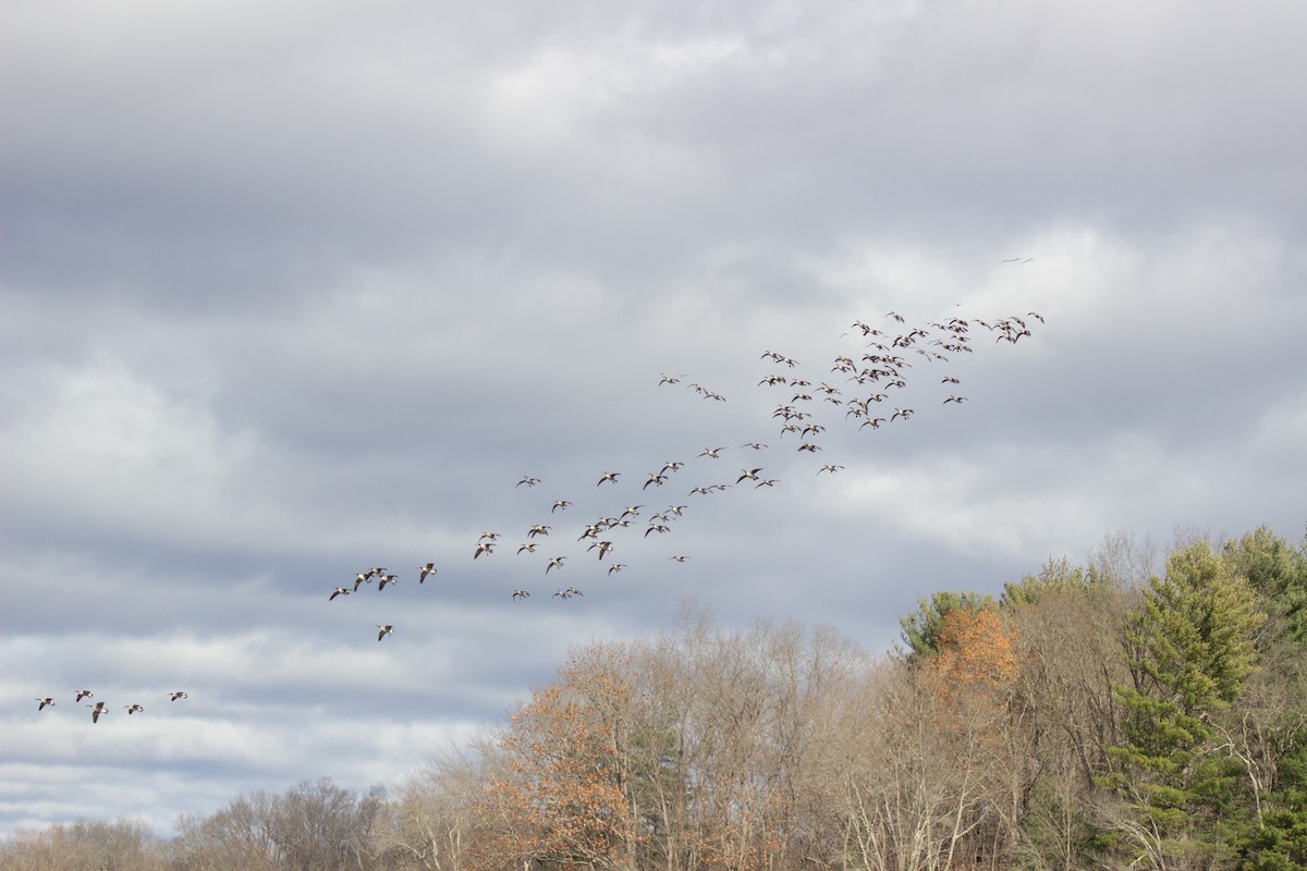 Barnacla Canadiense Grande - ML645480769
