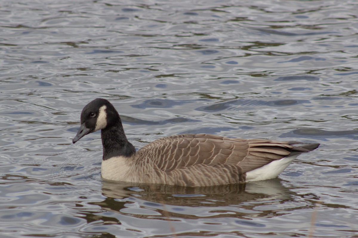 Barnacla Canadiense Grande - ML645480770