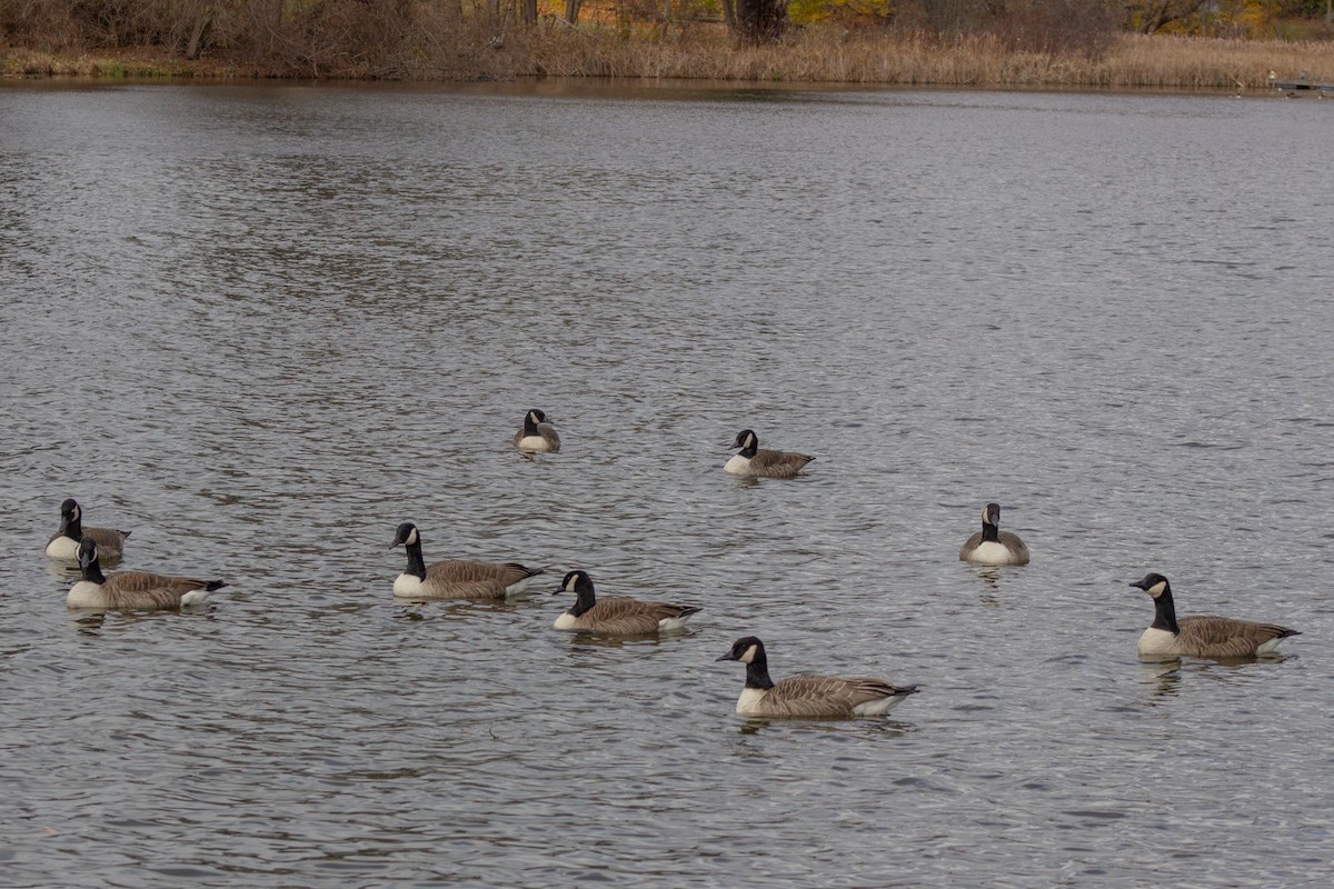 Barnacla Canadiense Grande - ML645480771