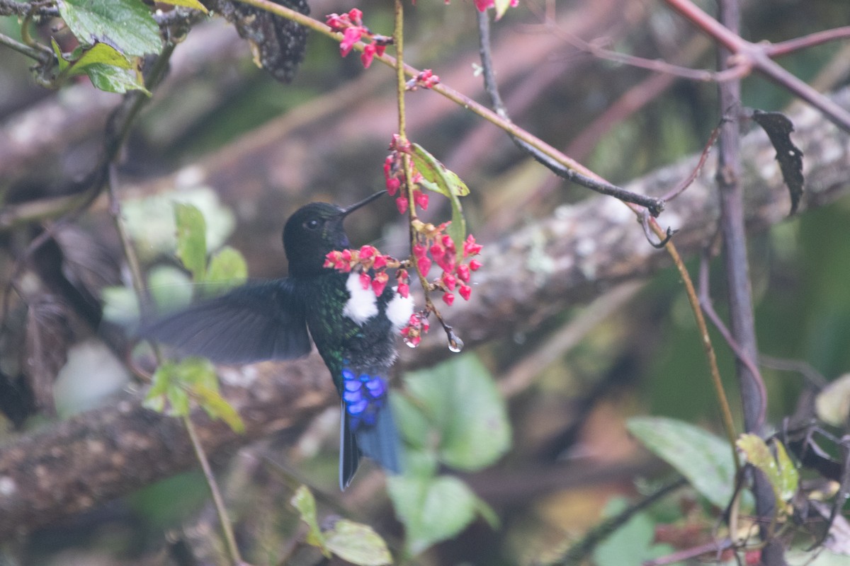 papučka černá - ML645480773