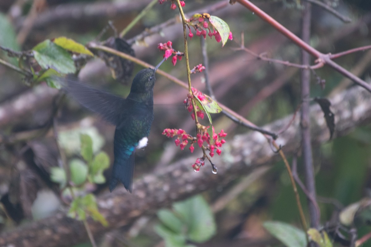 papučka černá - ML645480774