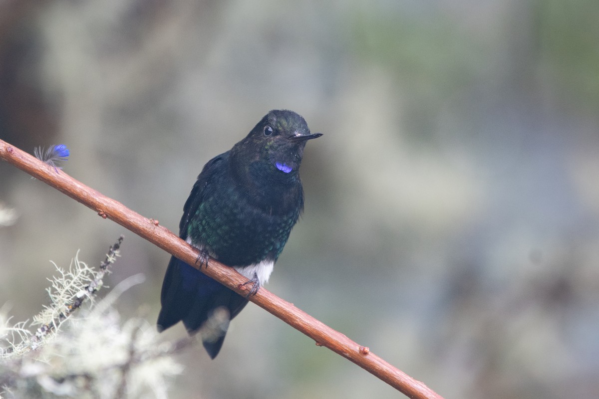 papučka černá - ML645480775