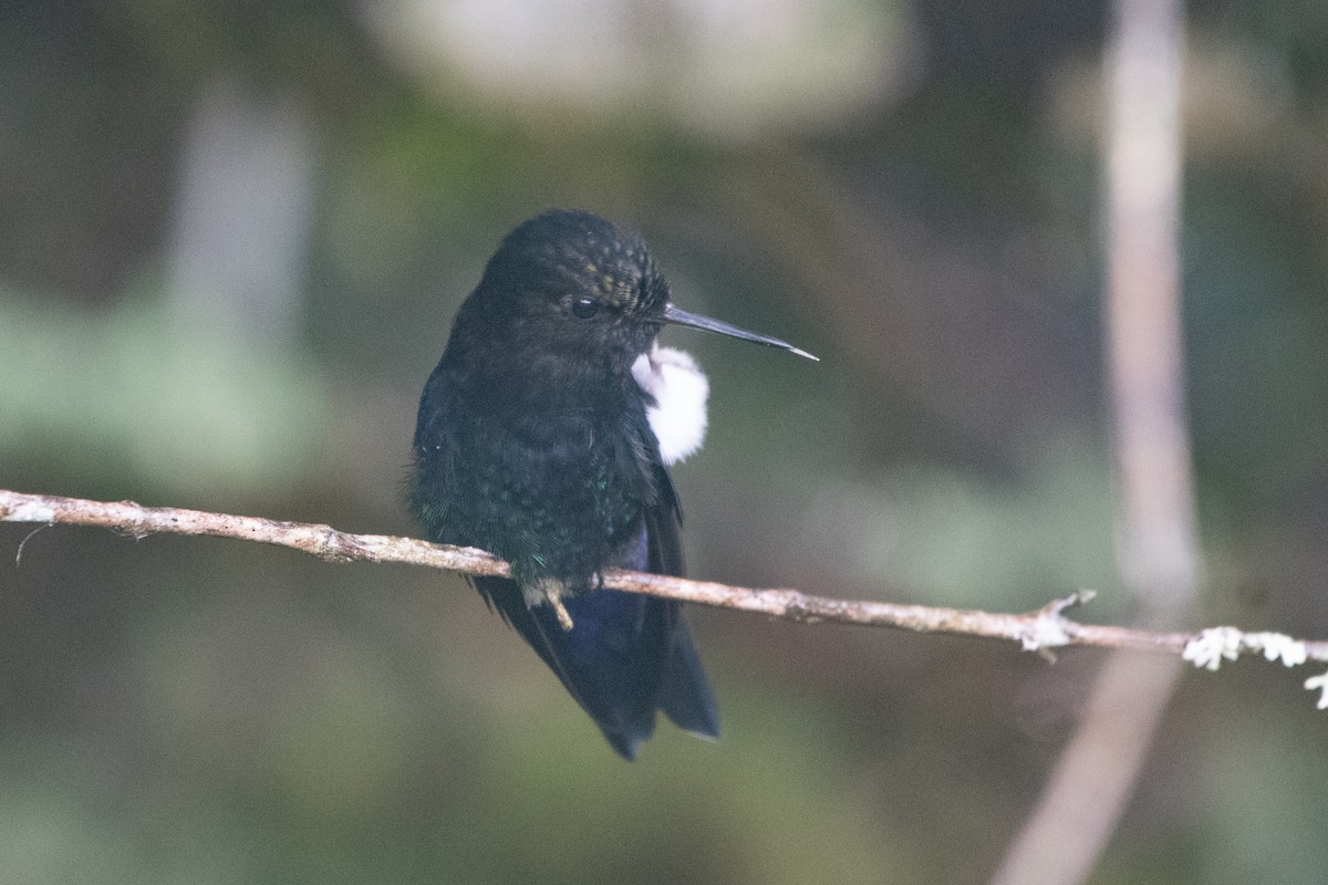 papučka černá - ML645480776