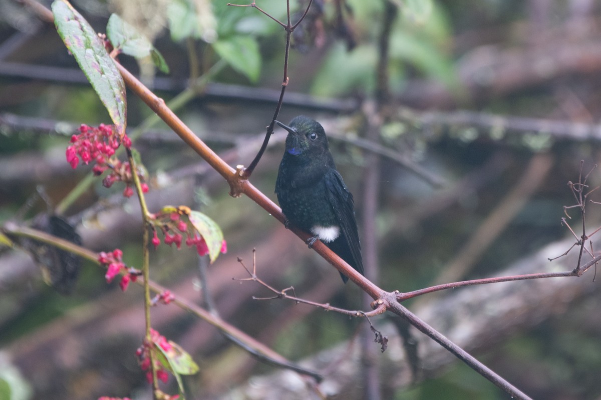 papučka černá - ML645480777