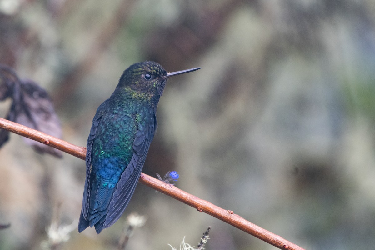 papučka černá - ML645480779