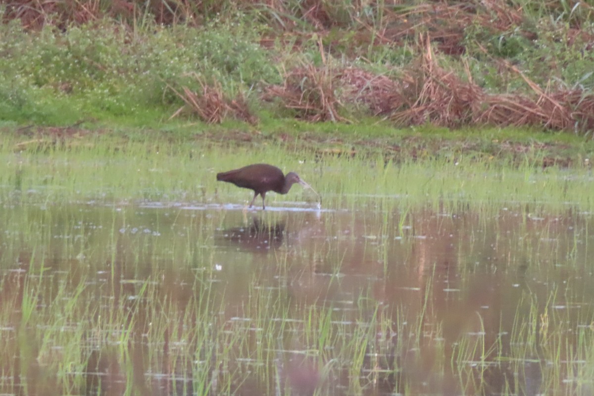 Beltzaran musuzuria - ML645480780