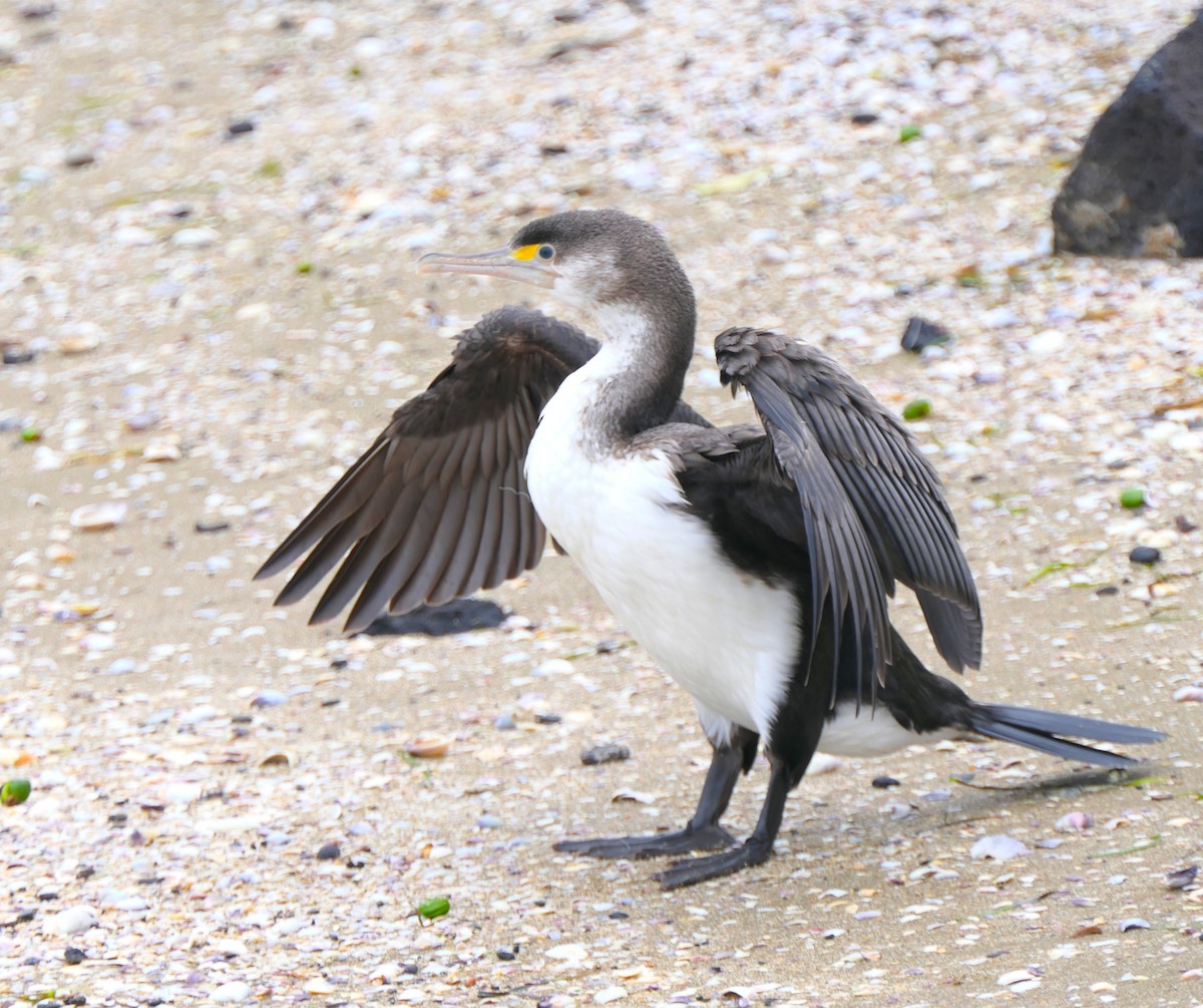 Pied Cormorant - ML645480781