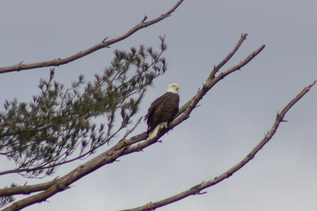 Bald Eagle - ML645480783