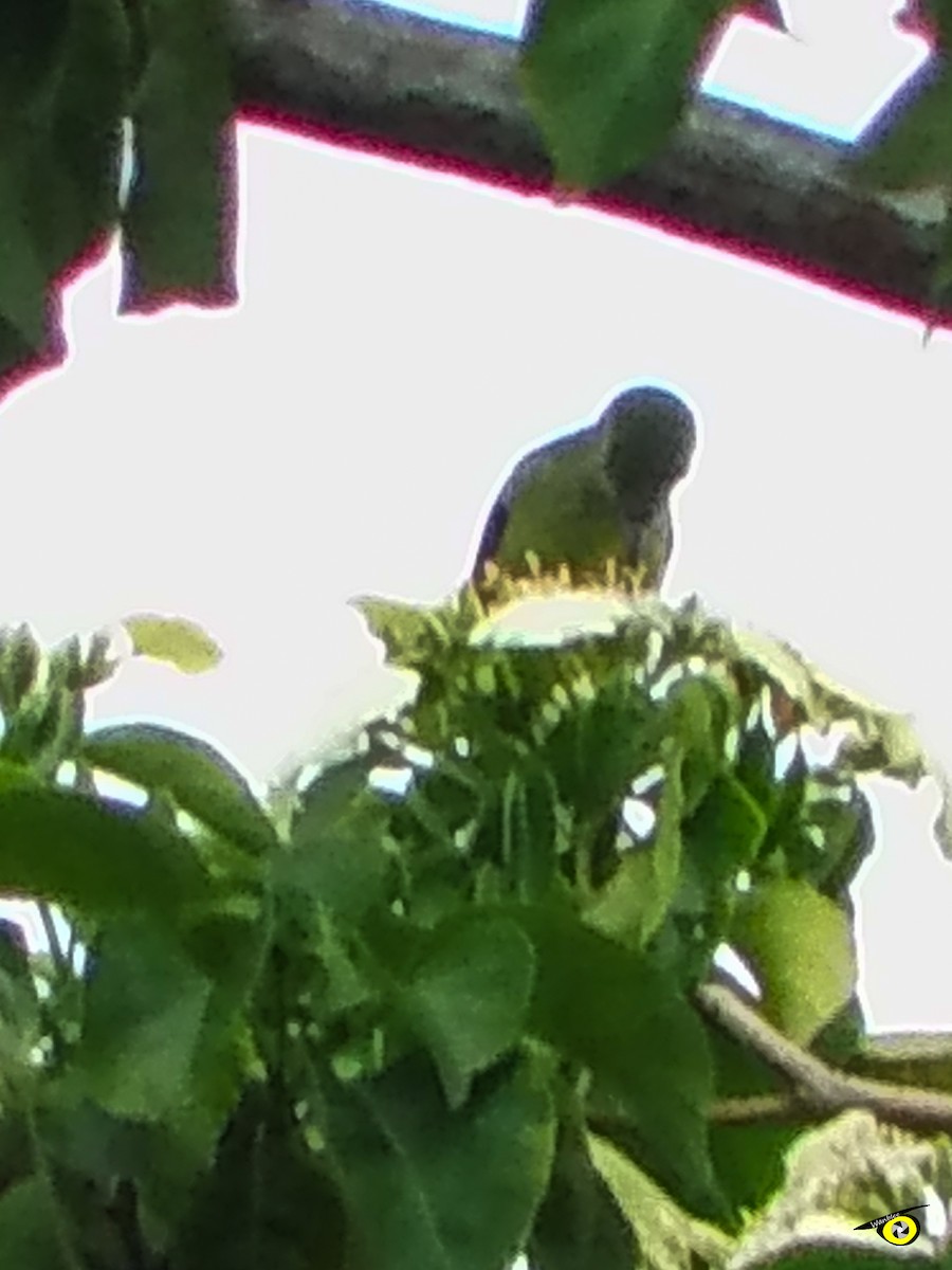 Танагра-медоїд бірюзова - ML645480787