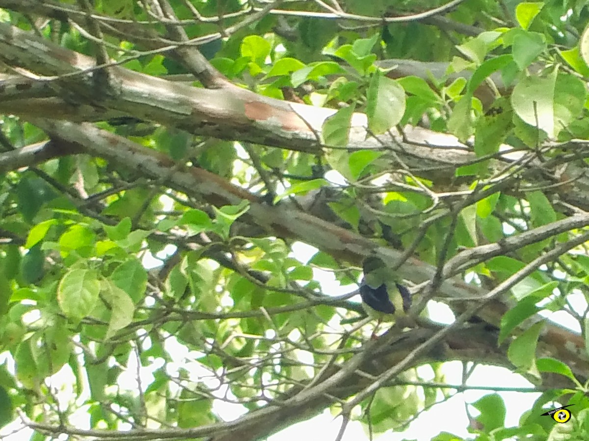 Танагра-медоїд бірюзова - ML645480788