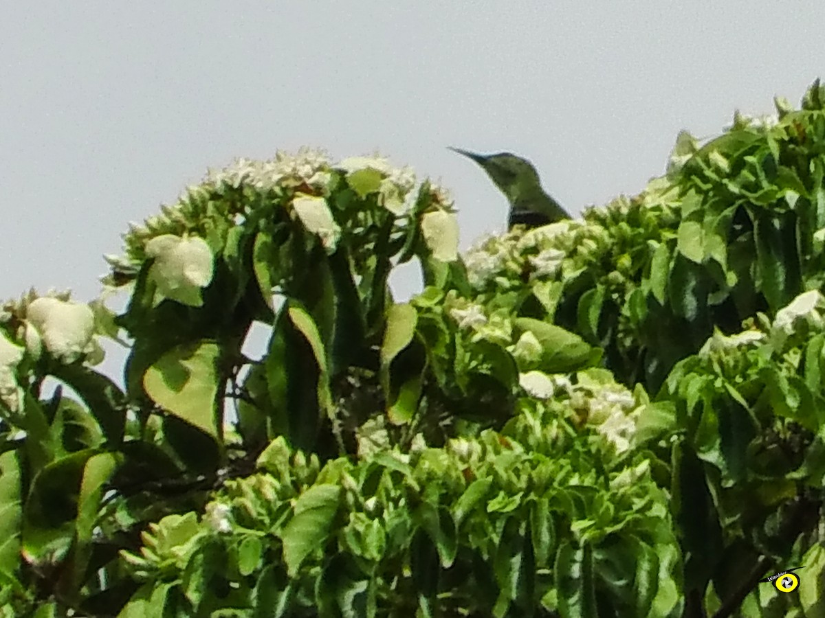 Танагра-медоїд бірюзова - ML645480789