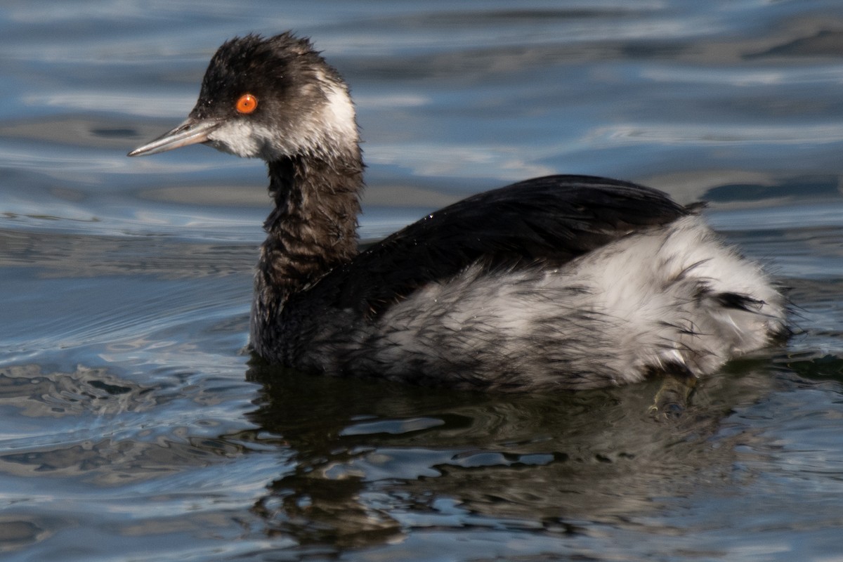 Eared Grebe - ML645480791