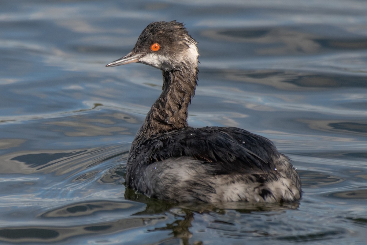 Eared Grebe - ML645480792