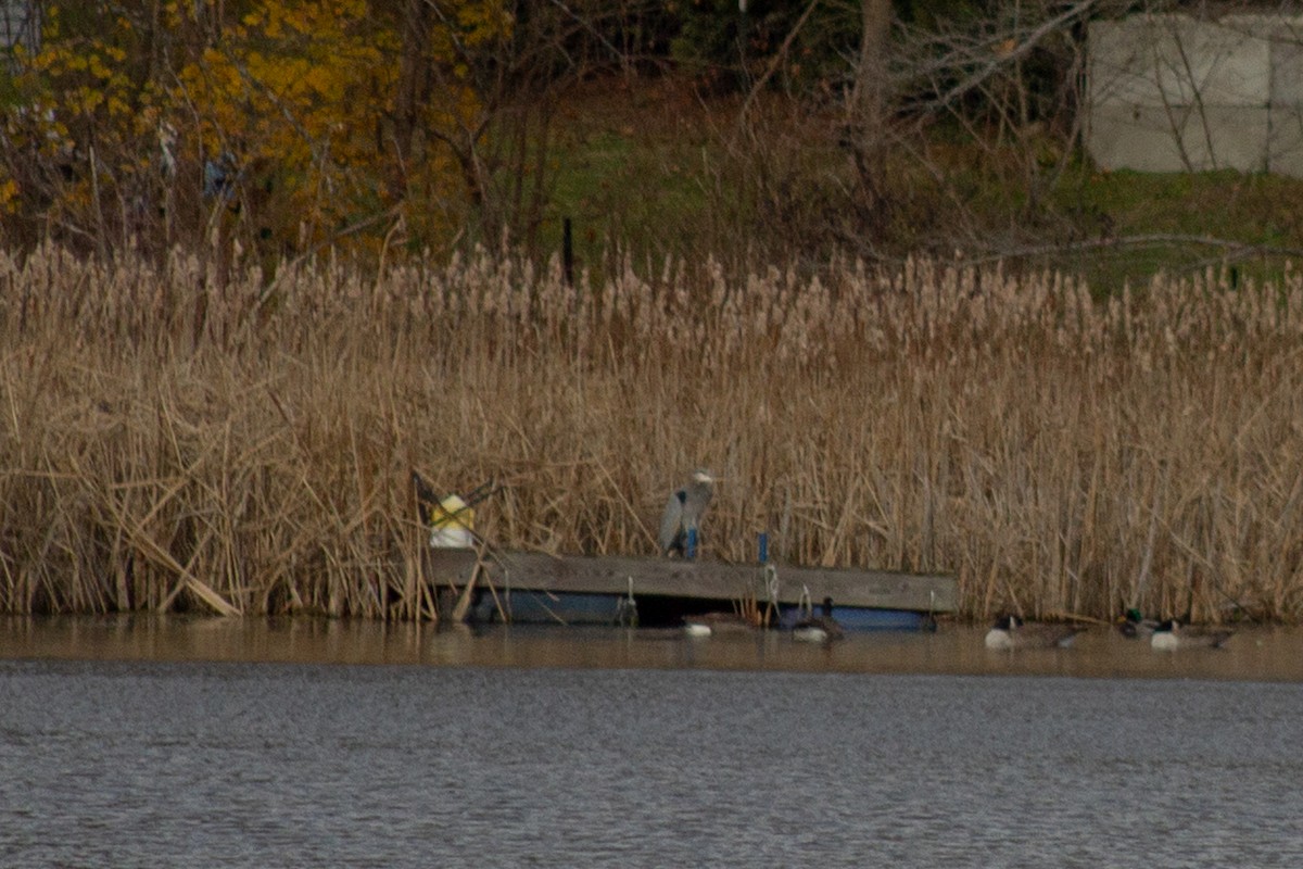 Grand Héron - ML645480794