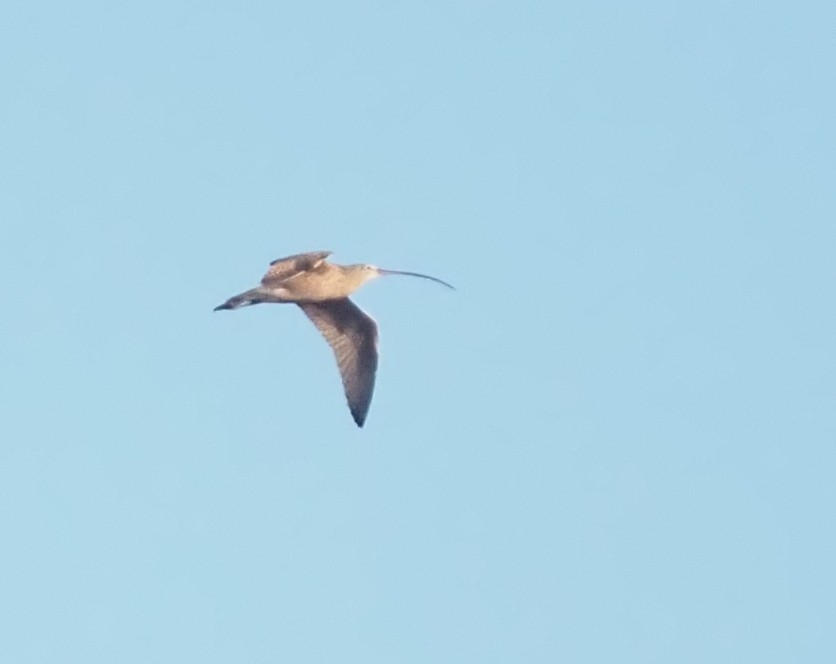 Long-billed Curlew - ML645480796