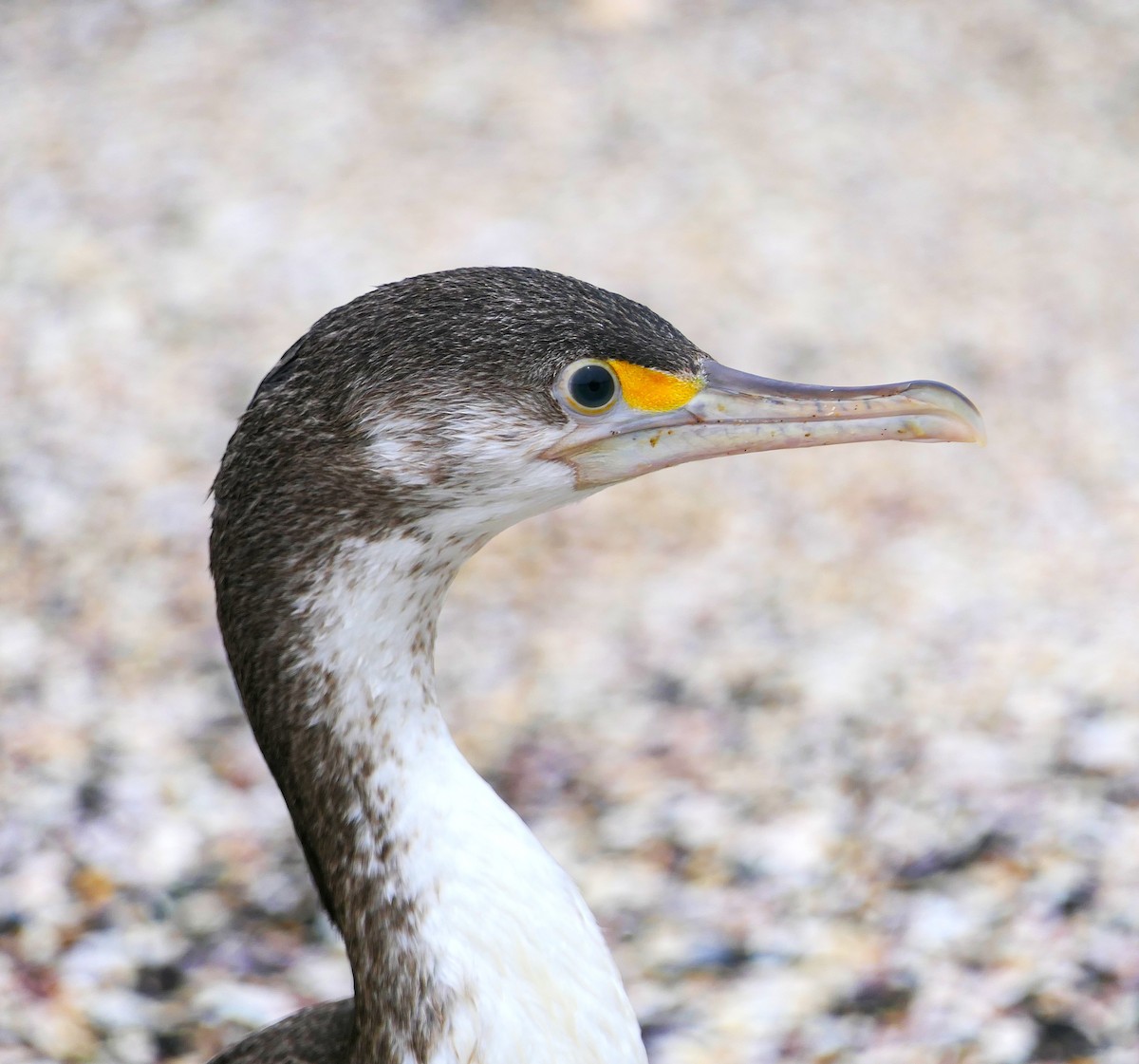Pied Cormorant - ML645480798