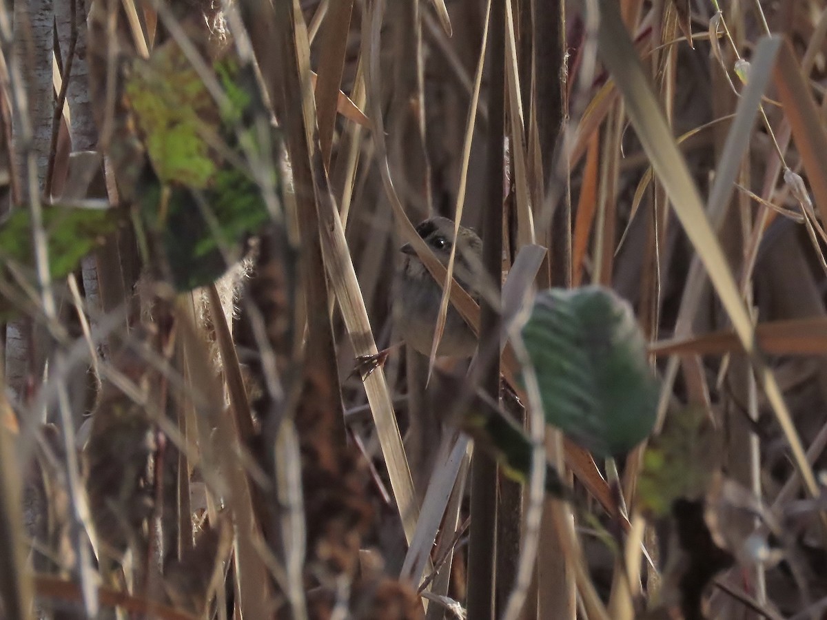 Swamp Sparrow - ML645480801