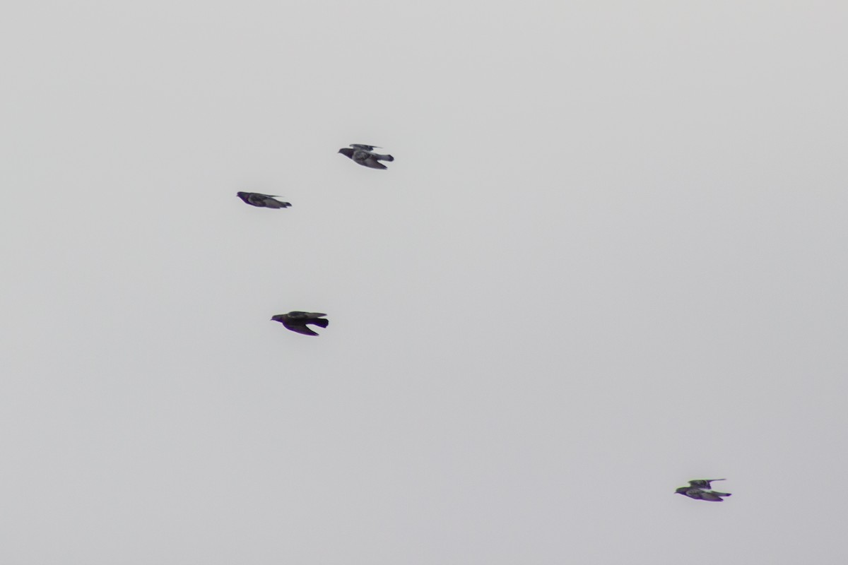 Felsentaube (Straßentaube) - ML645480802