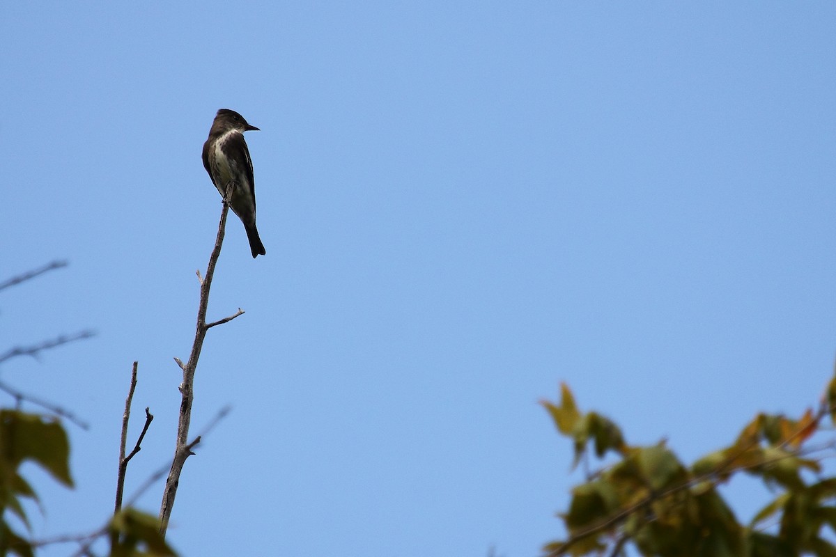 tyranovec severský - ML645480811